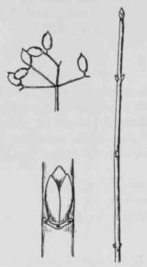 Fig. 306. Viburnum rafinesquianum