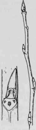 Fig. 35. Populus eugenei