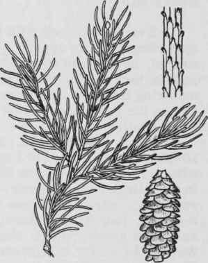 Fig. 4. Picea glauca