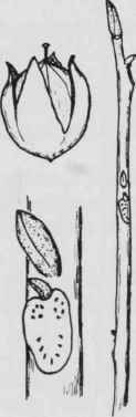 Fig. 43. Carya cordiformis