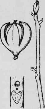 Fig. 47. Carya glabra