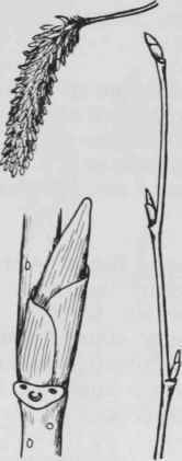 Fig. 57. Betula papyrifera