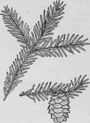 Fig. 6. Picea mariana