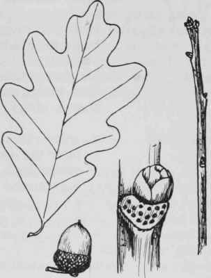 Fig. 64. Quercus alba