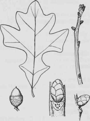 Fig. 65. Quercus stellata