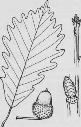 Fig. 69. Quercus michauxii