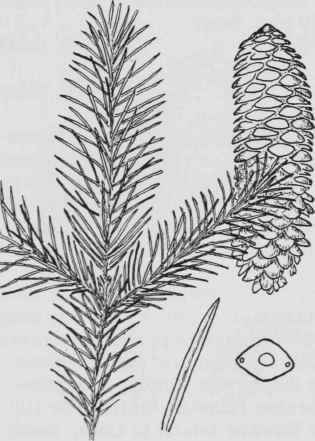 Fig. 7. Picea abies