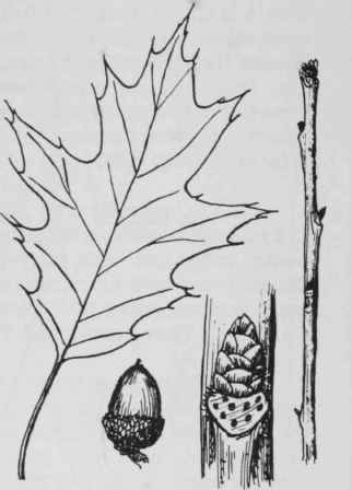 Fig. 72. Quercus rubra