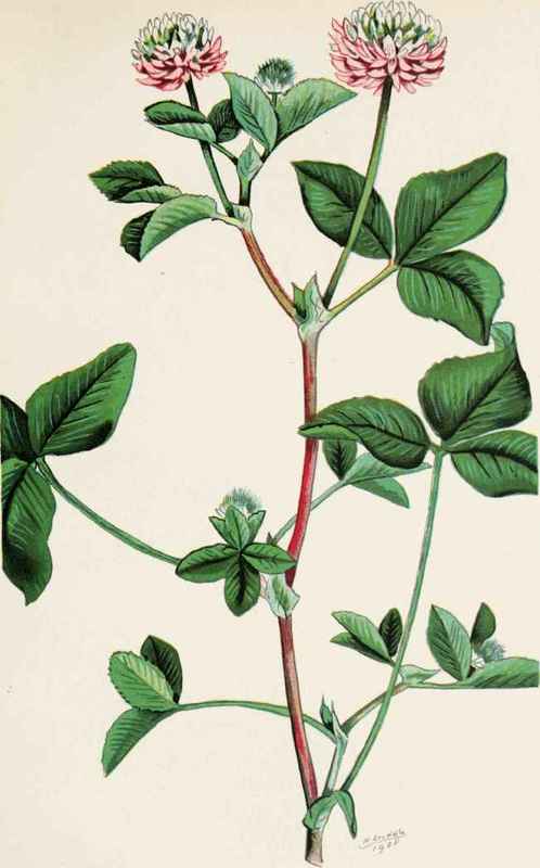 Plate 20. ALSIKE CLOVER ( Trifolium hybridum /.. ).