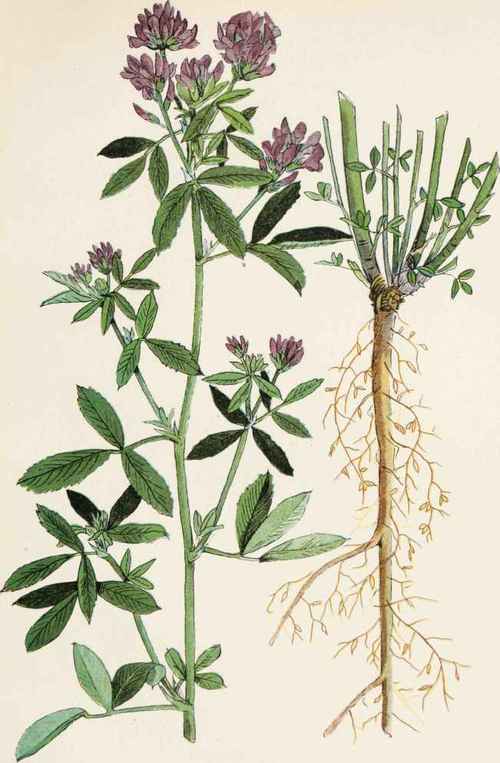 Plate 21. ALFALFA or LOCERNE ( Medicago sativa l.).