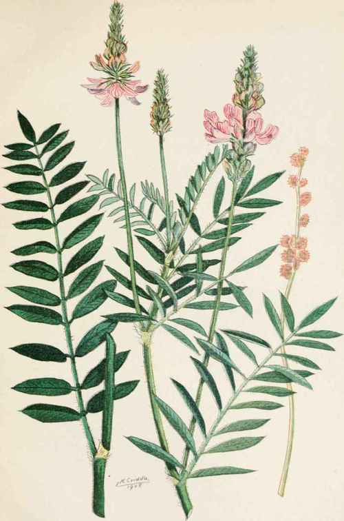 Plate 23 SAINFOIN (Onobrychis sativa lam).