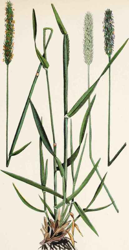 Plate 4 Meadow Foxtail (Alopecurus pratensis L ).