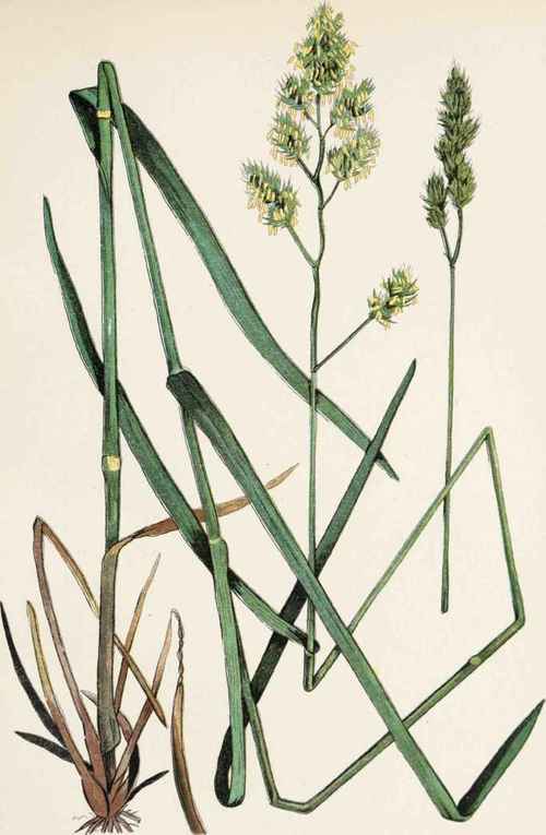 Plate 8 ORCHARD GRASS OR COCKSFOOT ( Dactylis glomerata L.).