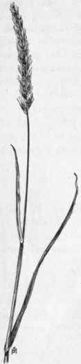 FiG. 31. Quack grass (Agropyron repens). X 1/5.