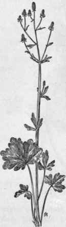 Fig. 104. Cursed Crowfoot (Ranunculus sceleratus). X 1/4