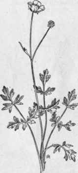 Fig. 106.   Early Buttercup (Ranunculus fascicularis). X 1/3.