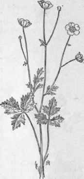 Fig. 107. Creeping Buttercup (Ranunculus repens). X1/3.