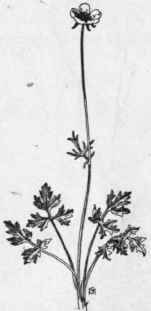 Fig. 108. Bulbous Buttercup (Ranunculus bulbosus). X1/4.