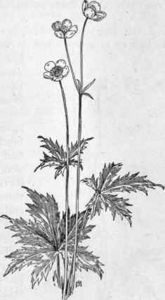 Fig. 109. Meadow Buttercup (Ranunculus acris). X 1/4.
