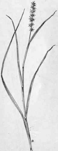 Fig. 11. Sand bur (Cenchrus tribuloides). X 1/4.