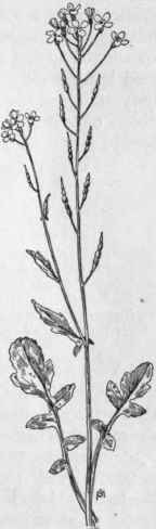 Fig. 127. Wild Radish (Raphanus Raphanistrum). X 1/4.