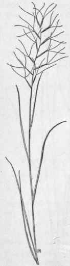 Fig. 17. Few flowered Aristida (Aristida oligantha).