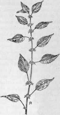Fig. 185. Three seeded Mercury (Acalypha virginica).