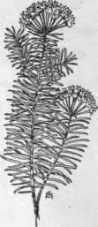 Fig. 190. Cypress Spurge (Euphorbia Cyparis sias). X 1/3.