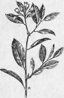 Fig. 216. Stagger bush (Lyonia mariana). X 1/4.