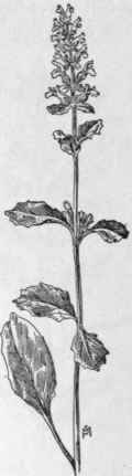 Fig. 239. Creeping Bugleweed (Ajuga reptans).