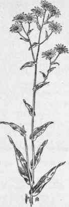 Fig. 300. Smooth Aster (Aster laevis).