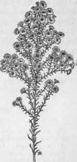 Fig. 301. Heath Aster (Aster ericoides). X 1/4.