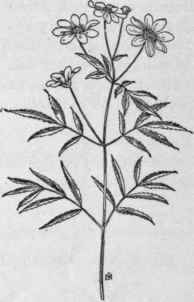 Fig. 332. Western Tickseed Sunflower (Bidens aristosa). X 1/4.