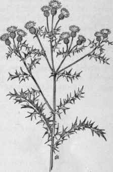 Fig. 356. Creeping or Canada Thistle (Circium arvense). X 1/4.