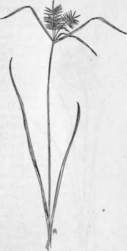 Fig. 36. Straw colored Cyperus (Cy perus strigosus). X 1/4.