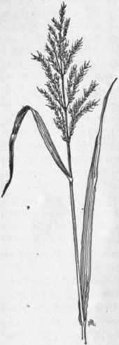 Fig. 4. Johnson grass (Sorghum halepense). X 1/8.