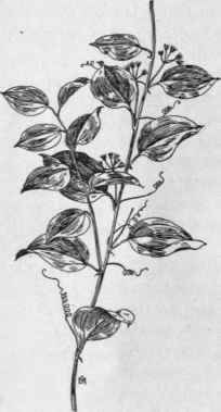 Fig. 45.   Saw Brier (Smilax glauca). X 1/4.