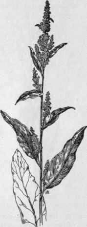 Fig. 52.   Patience Dock (Rumex Patientia). X 1/12.