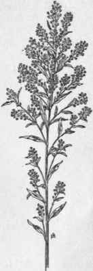 Fig. 73. Russian Pigweed (Axyris ama rantoides). X 1/4.