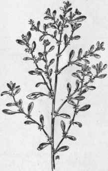 Fig. 75.   Tumbleweed (Ama ranthus groecizans). X 1/4
