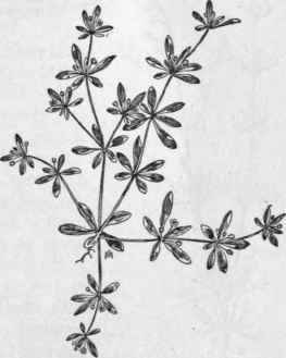 Fig. 87. Carpetweed (Mollugo verticillata). X 1/2.