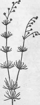 Fig. 88. Corn Spurry (Spergula arvensis). X 1/4.