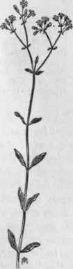 Fig. 93. Common Mouse ear Chickweed (Cerastium vulgatum). X1/2.