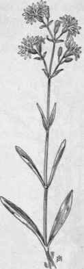 Fig. 95. Ragged Robin (Lychnis Flos cuculi).