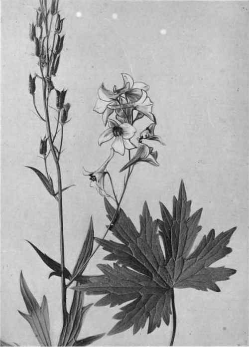 Larkspur