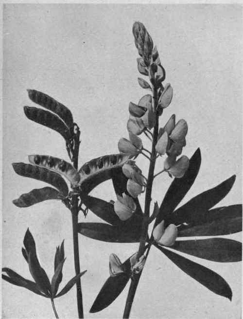 Lupine.