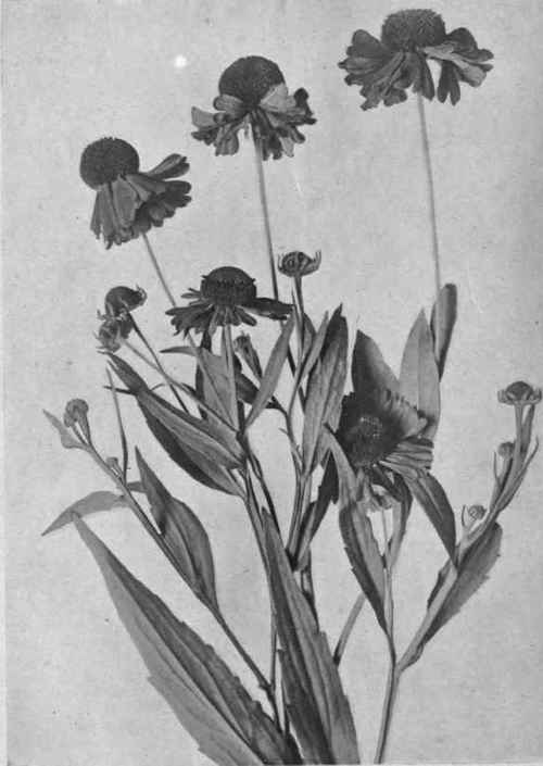 Sneezeweed.