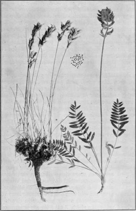 Fig. 12. Stemless Loco Weed