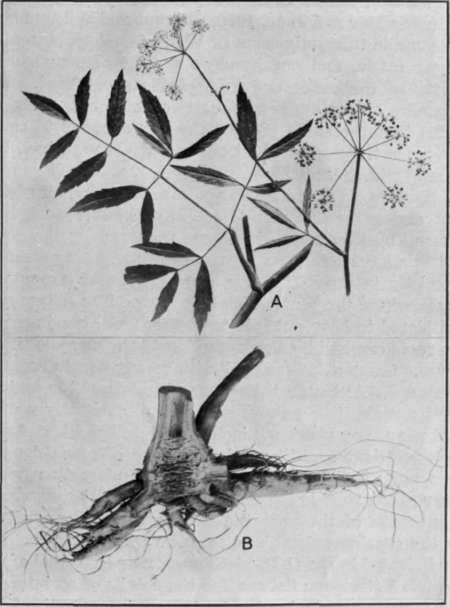 Fig. 15. Water Hemlock
