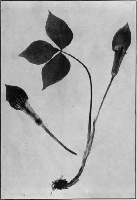 Fig. 29.   Jack in the Pulpit 